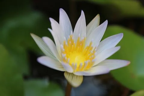Lotus flower Stock Photos