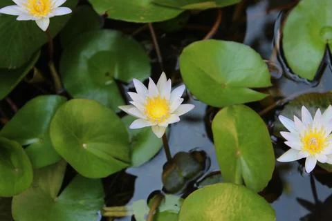 Lotus flower Stock Photos