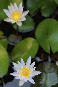 Lotus flower Stock Photos