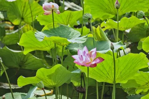 The lotus flower Stock Photos