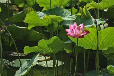 The lotus flower Stock Photos
