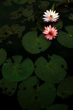 Lotus flower Stock Photos