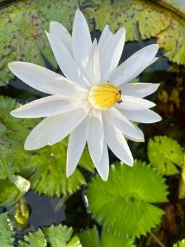 Lotus flower Stock Photos