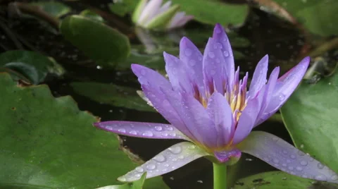 Lotus flower in pond Vídeos de archivo 50152071