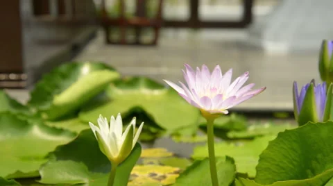 Lotus flower in pond Stock Footage