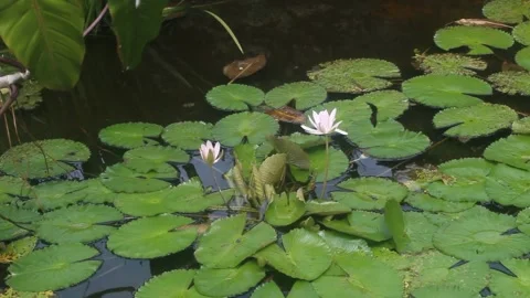 Lotus flower in the pond Stock Footage 223868092
