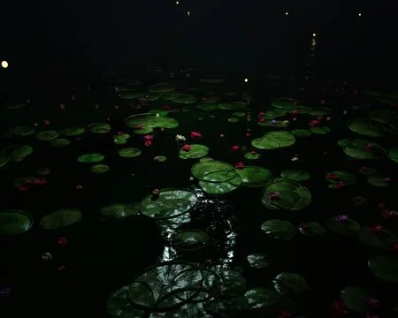 Lotus Flower In Pond イラスト素材