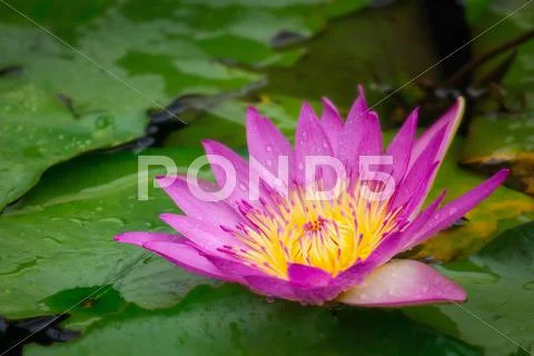 Lotus flower in pond with raindrop Stock Photos