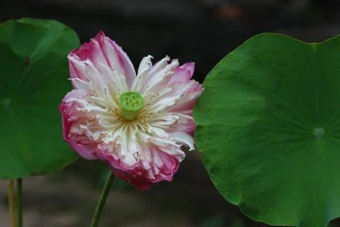 Lotus flower on the pool Stock Photos