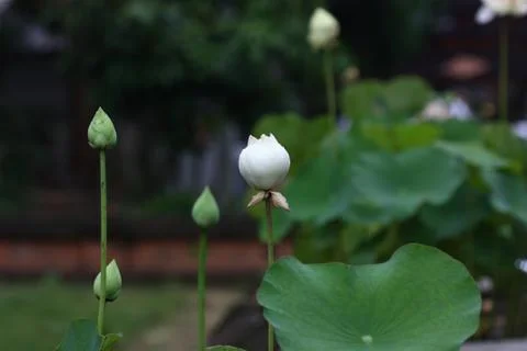 Lotus flower on the pool Stock Photos