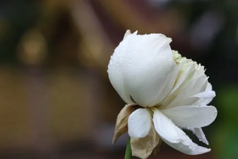 Lotus flower on the pool Foto stock