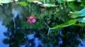 Lotus Flower Reflections on Water 03 Slow Motion 60fps HD720 HD Footage