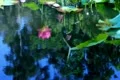 Lotus Flower Reflections on Water 03 Slow Motion 60fps SD Wide Footage