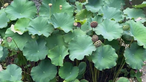 Lotus flower with rosettes in winter Stock Footage 300211666
