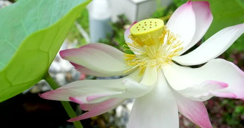 Lotus flower, selective focus point of Pink lotus blossoms or water lily flowers Stock Footage 286019133