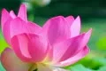 Lotus Flower Slow Motion 01 Pink 60fps SD Footage
