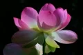 Lotus Flower Slow Motion 02 Pink 60fps SD Footage