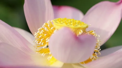 Lotus flower in summer Stock Footage 53844662