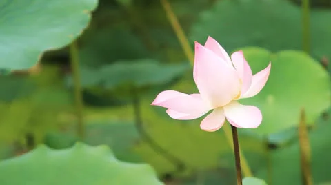 Lotus flower swaying in variables of wind Vídeo Stock 22807595