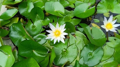 Lotus flower texture blowing in the wind in a pond pot Stock Footage 222040114