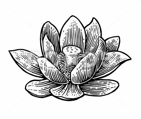 Lotus flower. Vector black engraving vintage illustration on white background Stock Illustration