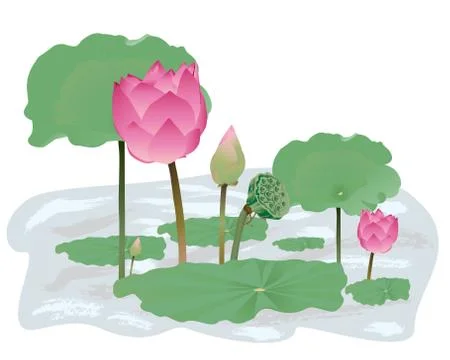 Lotus flower vector design Stock Illustration