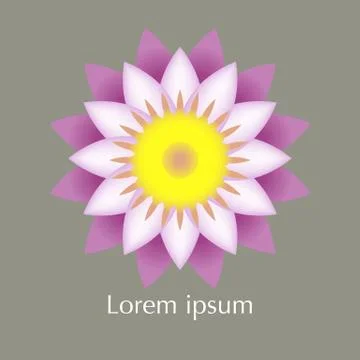 Lotus flower vector.. Stock Illustration