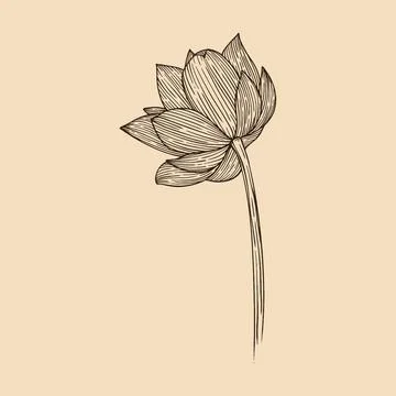 Lotus flower vector illustration with line art Stock Illustration