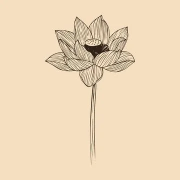 Lotus flower vector illustration with line art Stock Illustration