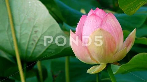 Lotus Flower Water Drops on the petal Stock Photos