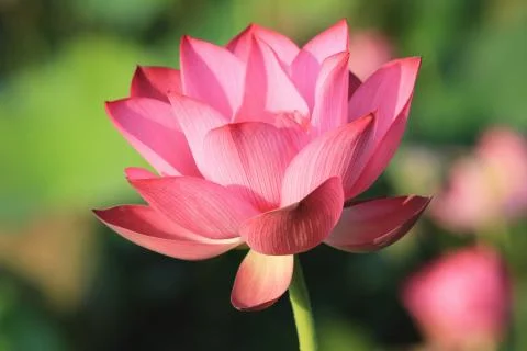 Lotus flower,close-up Stock Photos