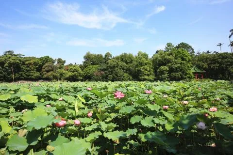 Lotus flowers with arbor Stock Photos