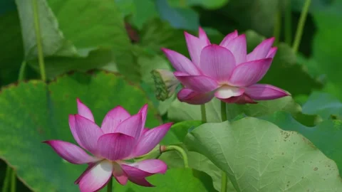 Lotus flowers facing the sun Video stock 347501293