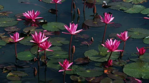 Lotus flowers 스톡 동영상 495097