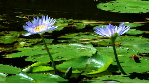 Lotus flowers Stock Footage 4111912