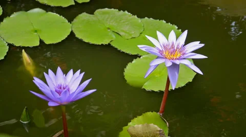 Lotus flowers 库存影片 36053095