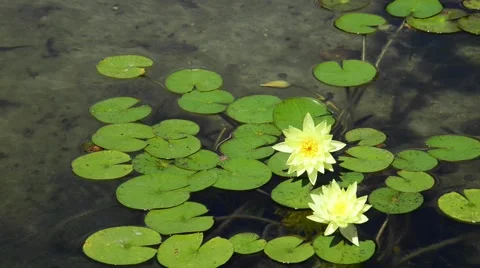 Lotus flowers Stock Footage 41685428