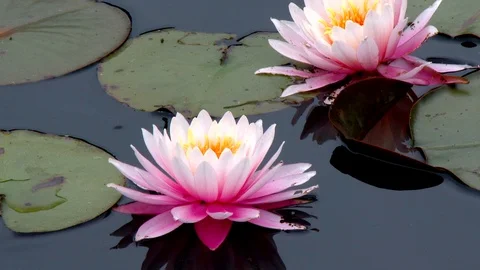 Lotus Flowers Stock Footage 102738005