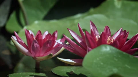 Lotus Flowers Stock Footage 167354587