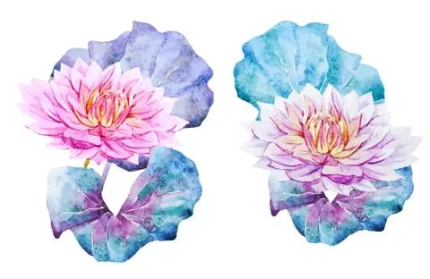 Lotus flowers Stock Illustration