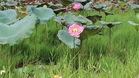 Lotus flowers on the lake Stock Footage 69187664