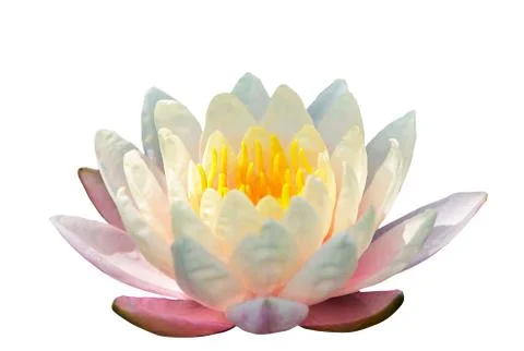 Lotus flowers Stock Photos