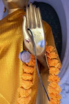 The lotus flowers Stock Photos