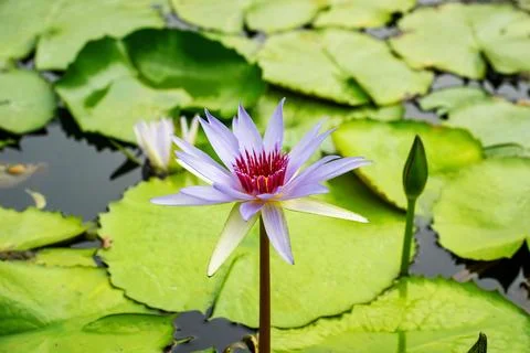 Lotus flowers 스톡 사진