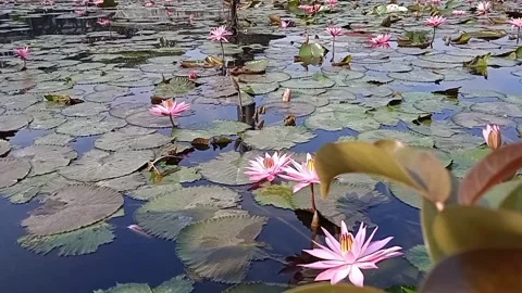 Lotus flowers in the pond Stock Footage 201721840