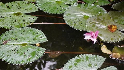 Lotus flowers in the pond. 스톡 사진