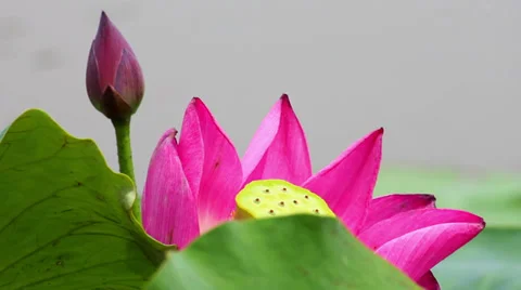 Lotus flowers in pond, xi'an, shaanxi, China Stock Footage 37248053