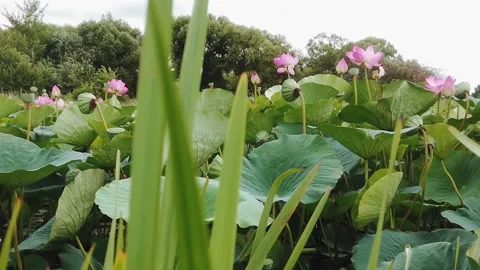 Lotus flowers squint in the wind 動画素材 162517183