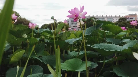 Lotus flowers squint in the wind Stock Footage 162517184