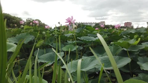 Lotus flowers squint in the wind Video stock 162720954